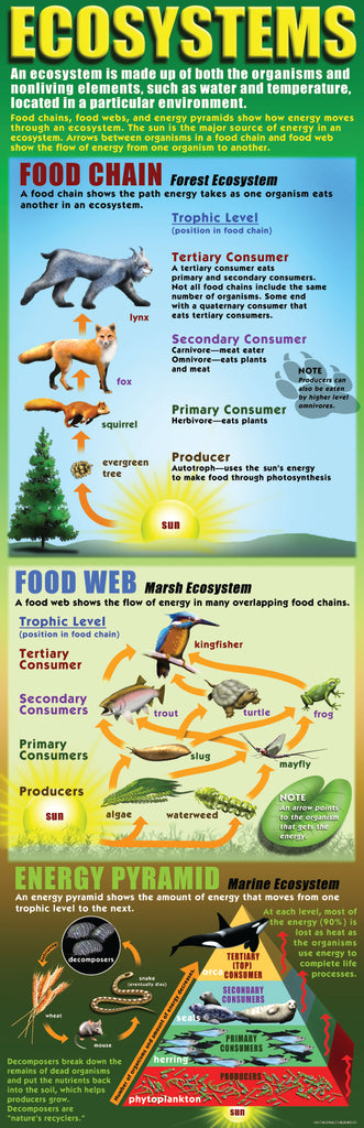 Ecosystem Post Colossal Posters - Ecosystems – Southern Cross Educational